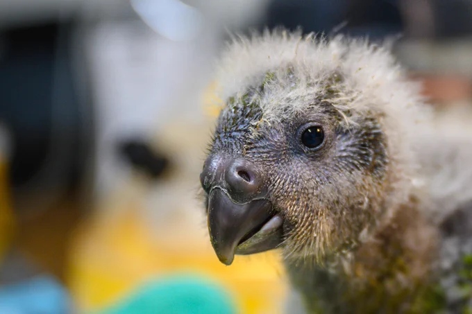 Kākāpō chick "Mokonui" - photo credit Jake Osborne