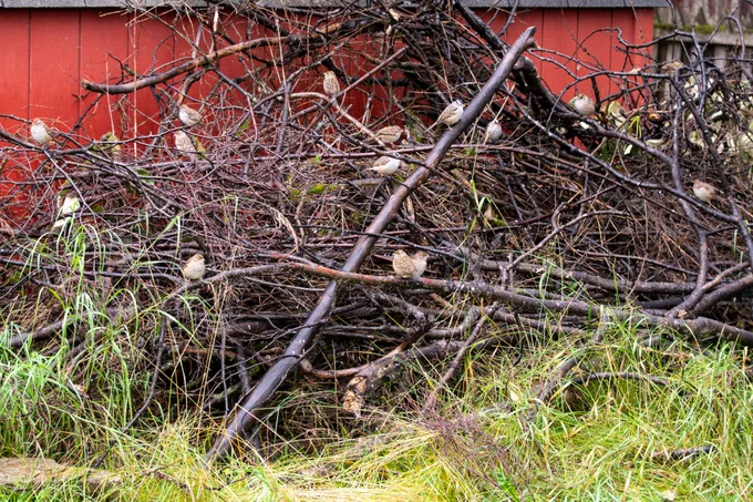 Photo of a big pile of sticks in front of a red shed. At least 13 sparrows are visible in the photo.