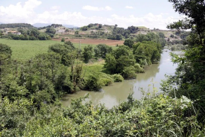 Verneda a la ribera del Ter a les Masies de Voltregà, que acull una important colònia d'ardeids Foto: AC
