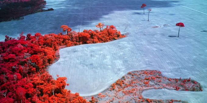 Broken Spectre door Richard Mosse (een landschap, blauw gekleurd met rode bomen).