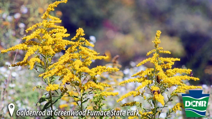Yellow blooms stick out from a tall stalk, while bees crawl on the flowers. Text: Goldenrod at Greenwood Furnace State Park