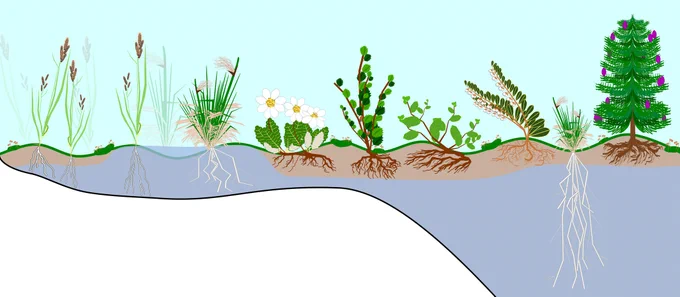 Illustration of the changes in active layer thickness and water table height from graminoid to wetland tundra and then from prostrate- and erect-shrub tundra toward the boreal forest. Roots of many plant functional types in these highly organic soils are limited in their downward distribution at various points along this latitudinal gradient by permafrost and high-water tables.