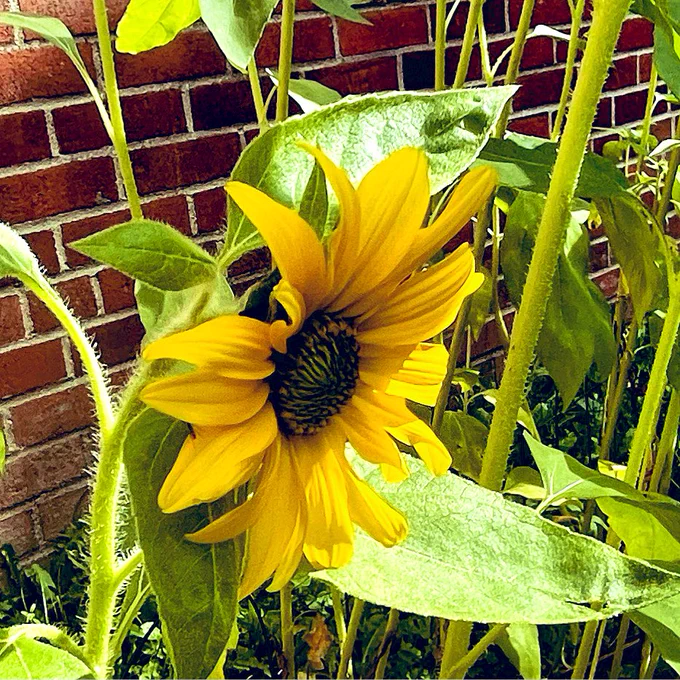 Yellow sunflower blossoming on green stalk.