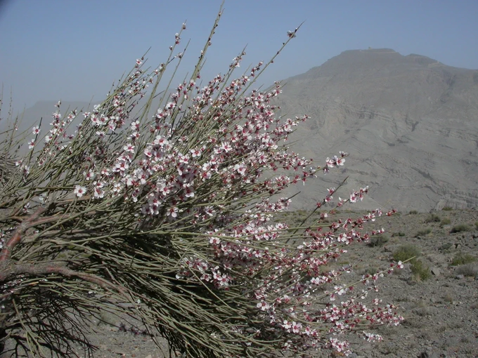 Flowering Prunus arabica tree in northern Oman