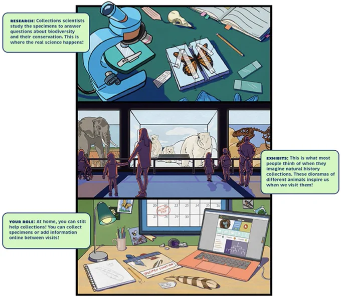 Figure 3 from the publication showing:
Three distinct aspects of natural history collections. First, scientists use natural history collections to help with research. Second, the public interacts with natural history collections through museum exhibits, to learn more about biodiversity. Third, you can help collections yourself, by collecting and donating specimens, or volunteering online (Figure credit: Charlotte Welker Holden)!