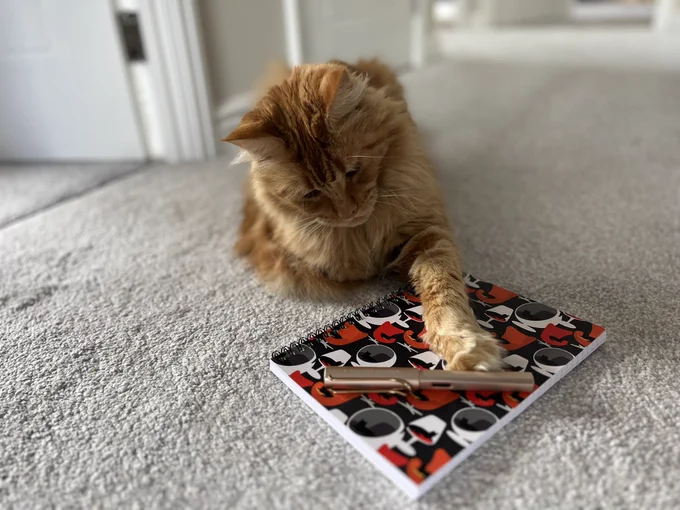 Harlyn, the red Maine Coon cat, adding some missing flood to a new notepad covering with a design of cats in retro chairs.