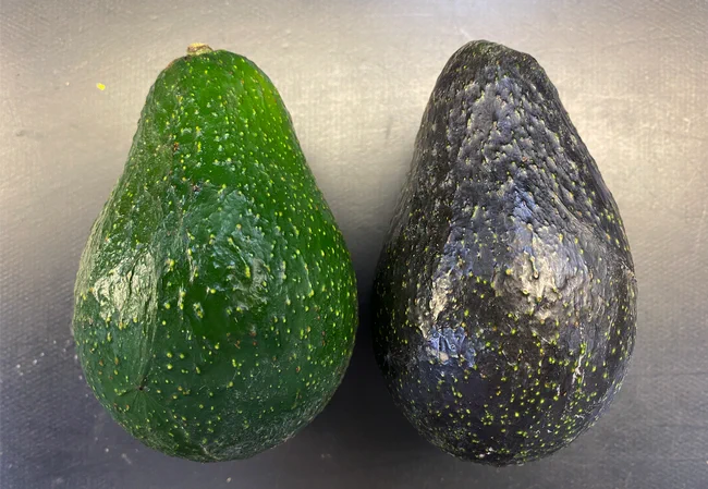 An unripe (left) and ripe (right) 'Luna UCR' fruit. All photos by Mary L