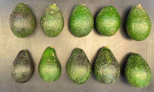 A row of 'Hass' (top) and 'Luna UCR' avocados (bottom) for comparison.