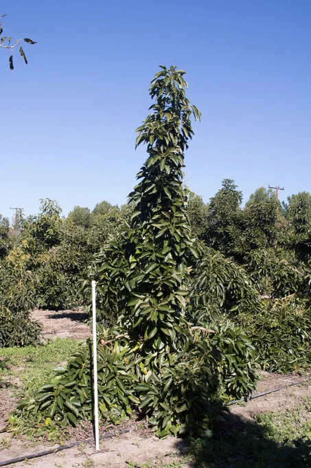 Luna UCR Tree