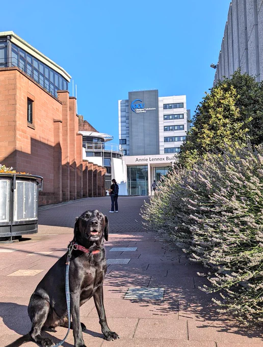 Samwise the black lab in front of GCU. 