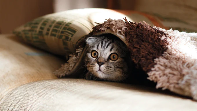 Photo of a cat under a blanket on a sofa. The cat's face is peeking out.