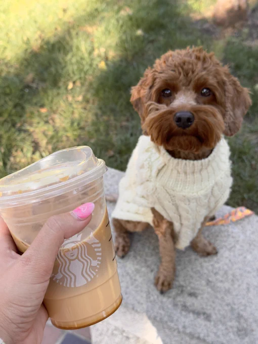A brown dog wearing a white knit sweater sits on a picnic blanket looks longingly at a cup of Starbucks iced coffee.