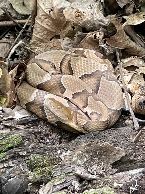 Copperhead snake