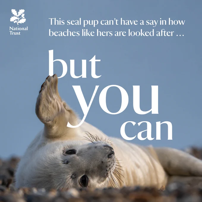 A close up photo of a white seal pup lying on the beach. Text reads 'this seal pup can't have a say in how beaches like hers are looked after... but you can.'
