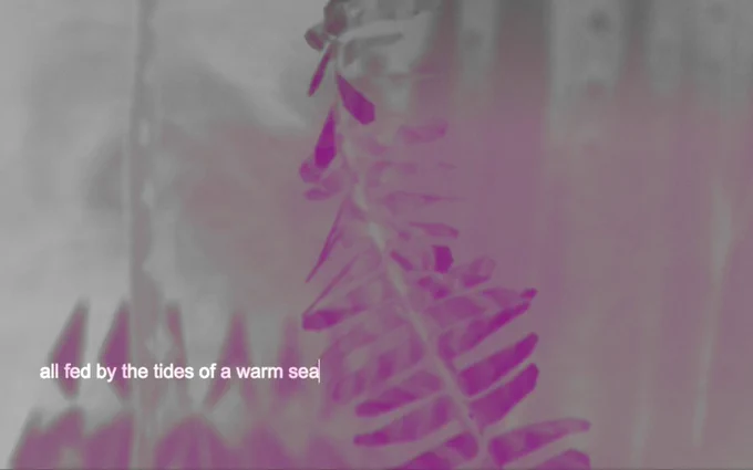 An image captured from a film, a softly focused image of a long fern like leaf with a blurred background. The image has been tinted pink and has subtitle type text running across the bottom. It says, tides of a warm sea.

Image: Still from COAL, 2021. © Elizabeth Price.