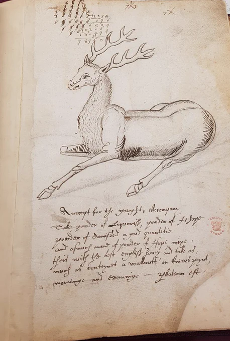 Recipe for the gout, plus a pen and ink sketch of a stag, in Harley MS 1045, folio 199v