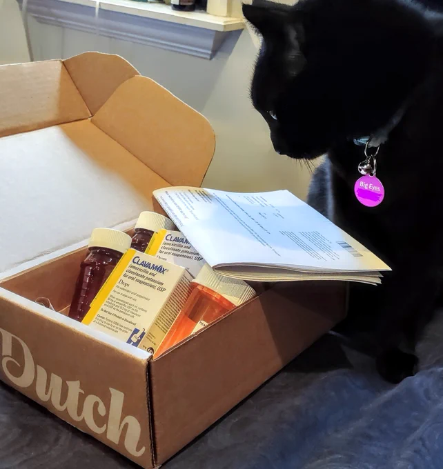 A photo of Big Eyes the black cat sitting to the right of, and looking down at, an open cardboard box with prescription medicine inside: two red unlabeled bottles, two white and yellow boxes of Clavamox antibiotic medication, and an orange bottle with its label out of view. On top of the box on the far side, a stack of several folded white sheets of paper with instructions on them are resting on the corner. On the side of the box facing the camera is the word "Dutch" in white cursive block letters.