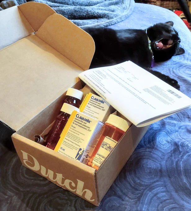 Another photo of Big Eyes with the same open cardboard box with prescription medicine inside, this time from another angle on the bed where the box is in front of her and she is laying behind it with her mouth wide open, mid-yawn. Inside the box are the same two red unlabeled bottles, two white and yellow boxes of Clavamox, and the orange pill bottle with the word "feline" followed by her name partially visible. On top of the box on the far side is the same stack of several folded white sheets of paper with instructions on them, which is resting on the corner, and the side of the box facing the camera has the word "Dutch" in white cursive block letters.