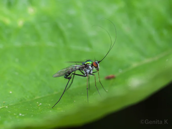 Chrysosoma crinicorne