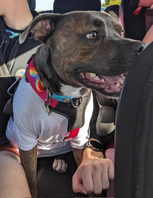 Pepper is sat in the back of the car. She is wearing a white t shirt (you can't see the design but it's a unicorn) and a pride rainbow bow tie. She is panting because she's been out in the sun.