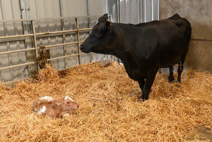 Cow with newly born calf at Gorteen College. Great care is taken in the instruction re. best animal husbandry (cattle, sheep and horses) practices, farm safety, energy conservation and biodiversity. Photos: Michael O'Connell, 2023-09-01
