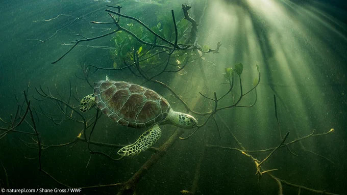 Green sea turtle captured underwater, hiding among mangrove trees with the sunlight shining through, Bahamas.
