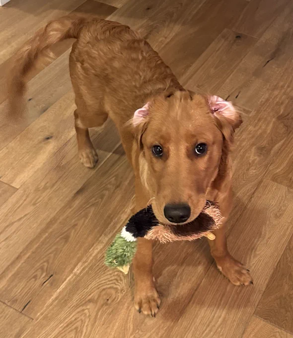 Golden retriever puppy with ears flipped inside out.