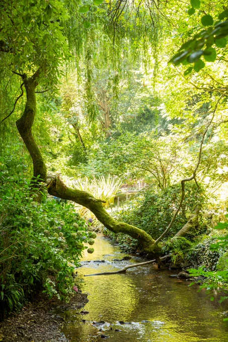 A photograph of a river flowing through a wooded area. There is a large, mossy branch fallen over the river and the banks are covered in green vegetation. 
