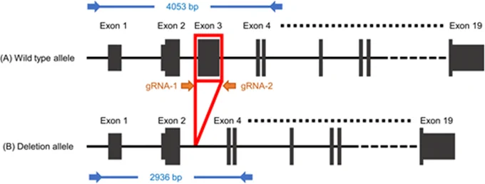  Genome editing and genotyping design on Hr gene. Orange arrows (gRNA-1 and gRNA-2) represent the gRNA target sites flanking exon 3. Blue arrows represent PCR primers, including the size of the PCR amplicon for G0 genotyping. Allele A represents the wild-type allele; allele B represents the exon deletion allele. gRNA, guide RNA.