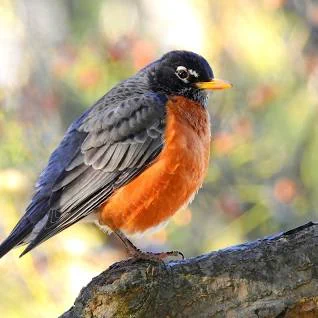 American Robin