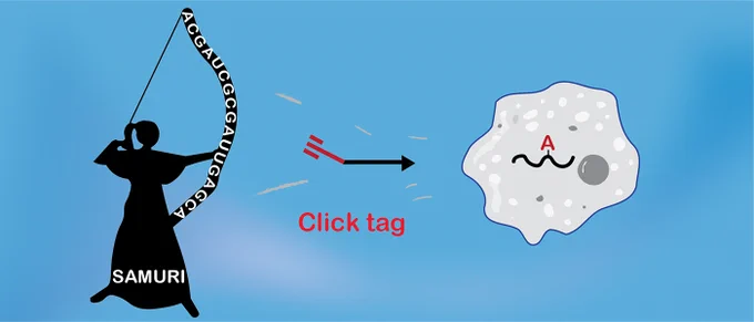 SAMURI is a new ribozyme that attaches a targeted modification to cellular RNA for click chemistry. (Picture: Working group Claudia Höbartner / University of Würzburg)