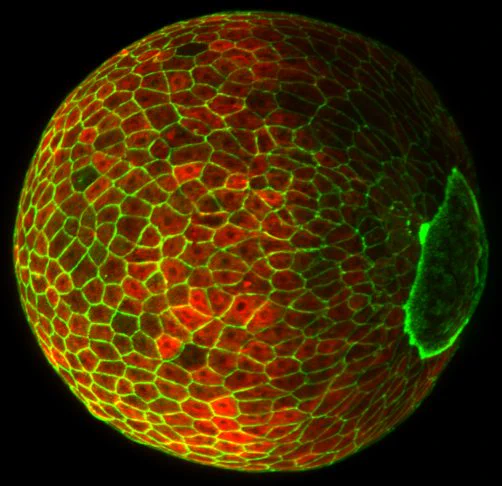 Dual-colour light-sheet fluorescence microscopy of a fixed zebrafish embryo actin (Green) and tubulin (Red).