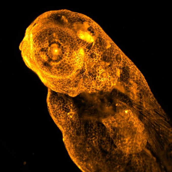 Maximum projection intensity image of a dclk:GFP zebrafish larvae expressing green fluorescence in the microtubules (orange).