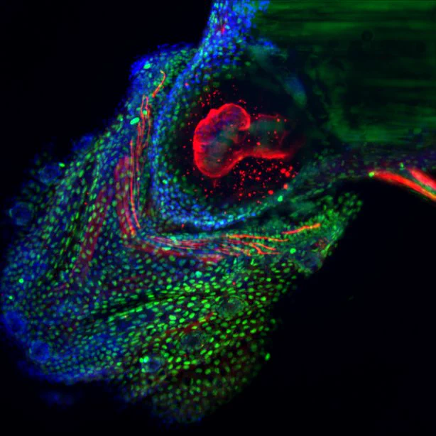 Multicolour light-sheet fluorescence microscopy of a fixed zebrafish larva. Nuclei is stained with DAPI (blue), histone with AlexaFluor 488 (green) and cardiac myosin light chain with Alexa Fluor 568 (red).