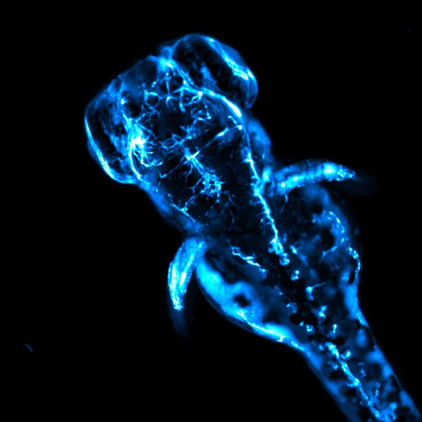 Maximum projection intensity image of a Fli:GFP zebrafish larvae expressing green fluorescence in the vascular system (blue).