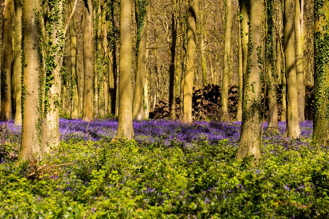 Woodland with bluebells