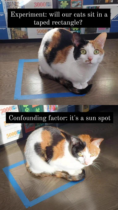 A two-panel photograph showing my cat (Pam, a calico) sitting in a rectangle made of painter's tape — the second panel shows the cat is in a sun spot. 

Note: this experiment was poorly designed by this citizen scientist — me