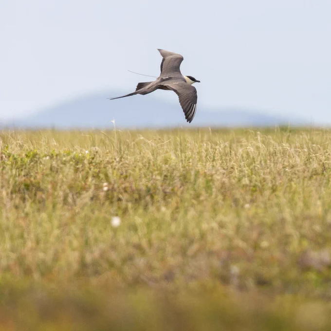 Long-tailed Jaeger with a 5g tracking tag flies across tundra near Nome, Alaska.