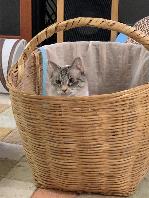 A small cat is peeking out of a very large wicker basket.