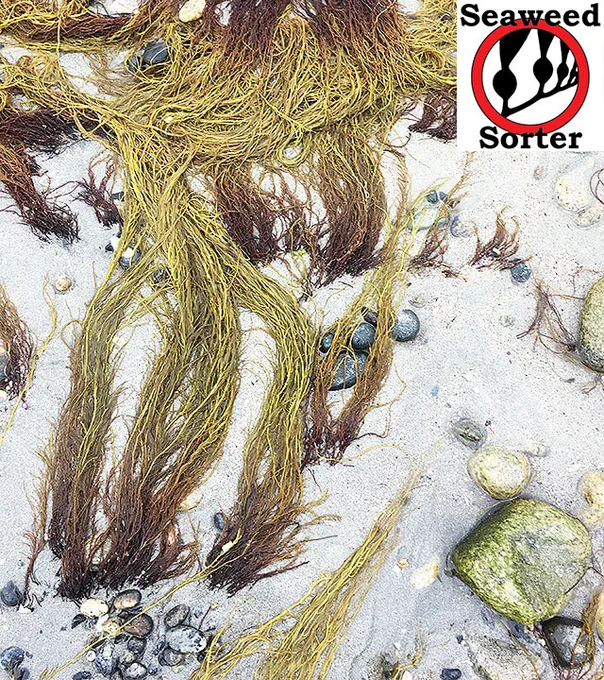 The sand-loving seaweed Gracilariopsis andersonii
