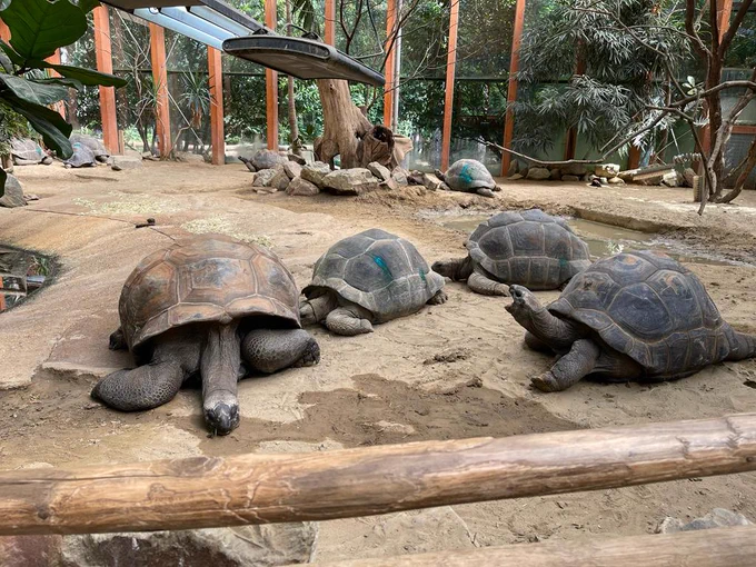 Schildpaddenverblijf met vier schildpadden. 