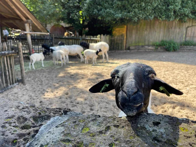 Kop van een schaap die boven het dierenverblijf uitsteekt.
