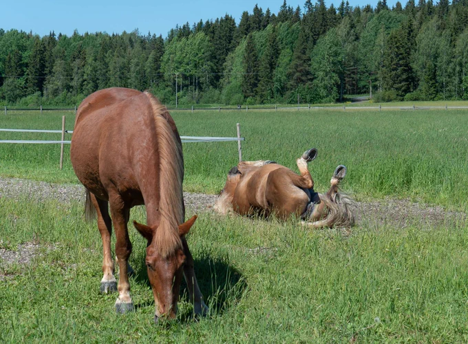 Two horses on a meadow. One lying down scratching its back while the other is uncomfortably grazing on.