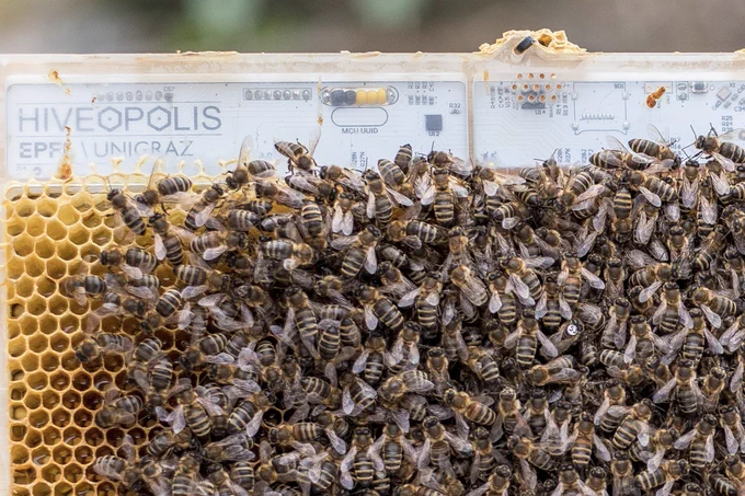 A honeybee colony in winter formation living on a biocompatible robotic system designed to investigate their behaviour. See Barmak et al (2023) Robots mediating interactions between animals for interspecies collective behaviors, Science Robotics 8(76). 
Image credit: Artificial Life Lab / University of Graz / Hiveopolis
