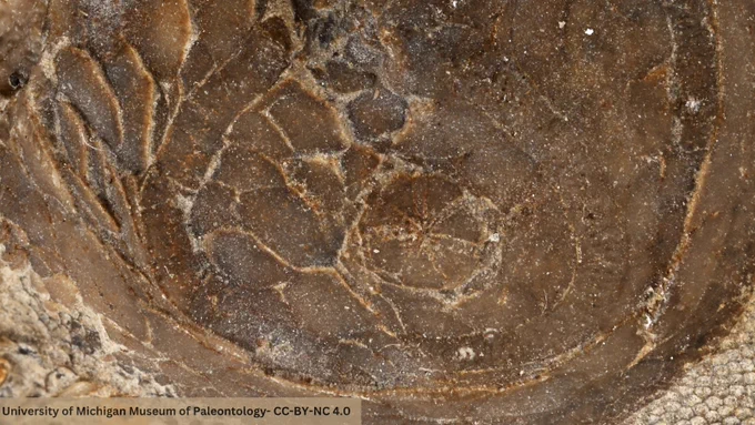 Close up image of a fossil echinoderm that requires a hardground to attach to. Image shows variety of skeletal plates and anatomical structures of this animal. Text contains University of Michigan Museum of Paleontology - CC-BY-NC 4.0. 
