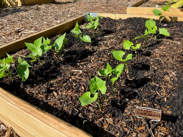 We are growing green beans at The Wellness Garden at Cobb County Farm Bureau!