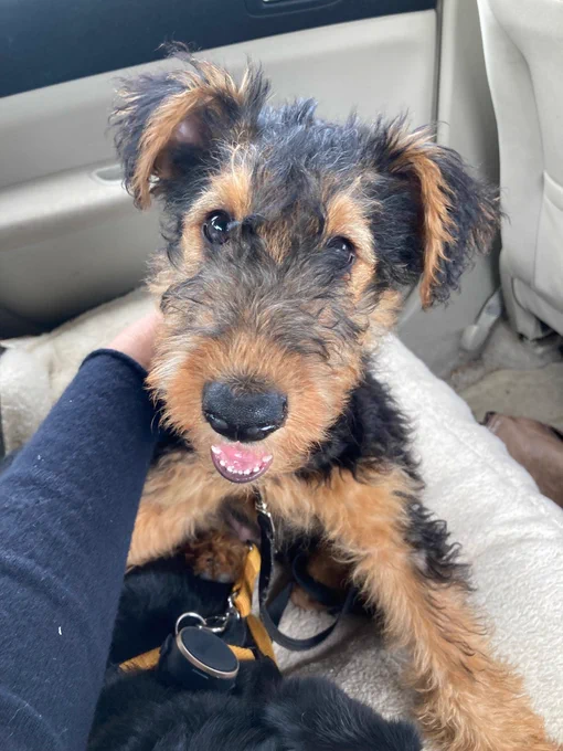 Airedale terrier puppy smiling at camera