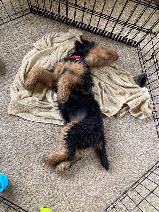 Airedale terrier puppy rolling on a blanket on the carpet with head facing one way and paws facing the other direction