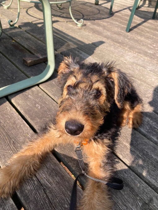 Airedale terrier puppy, lying on a wooden deck and looking expectantly at the camera