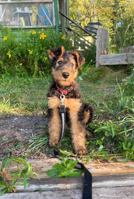 Airedale terrier puppy sitting outdoors, surrounded by grass and flowers